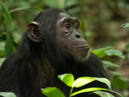 {{brizy_dc_image_alt entityId=