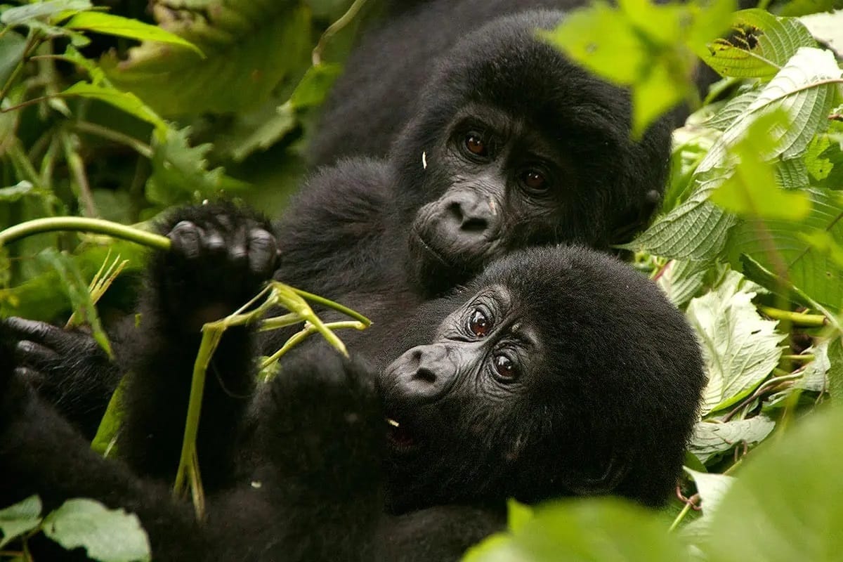 berengei trekking in bwindi impenetrable