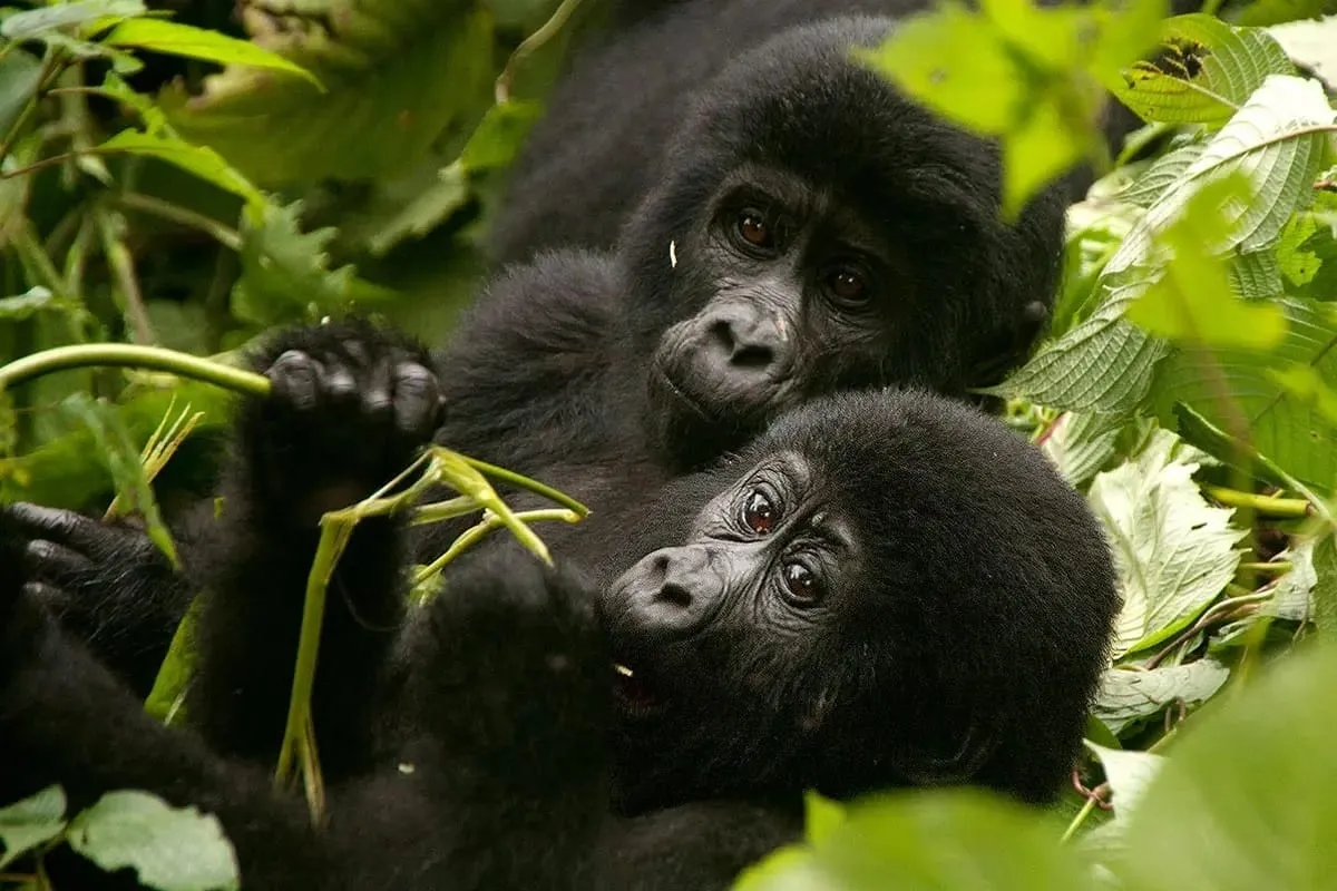 berengei trekking in bwindi impenetrable