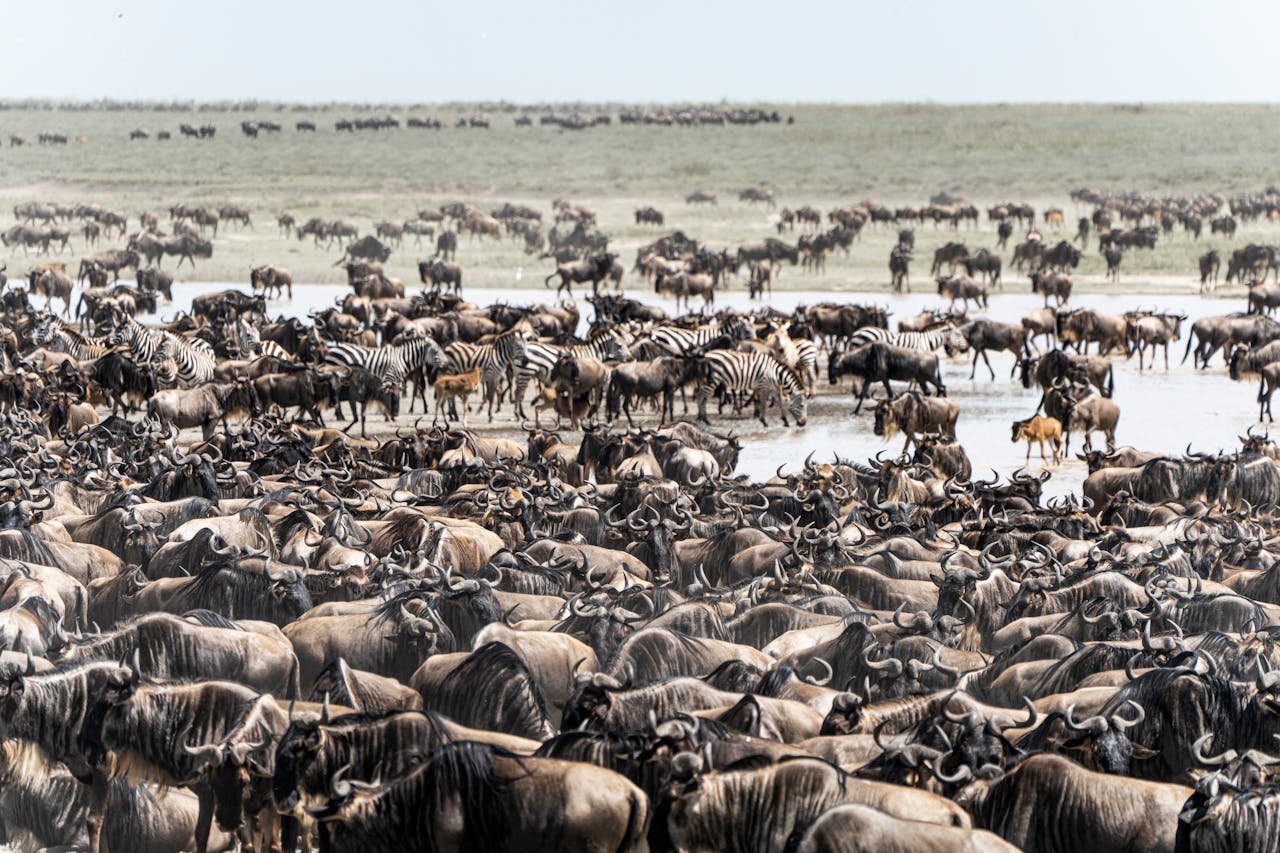 greate goat migration