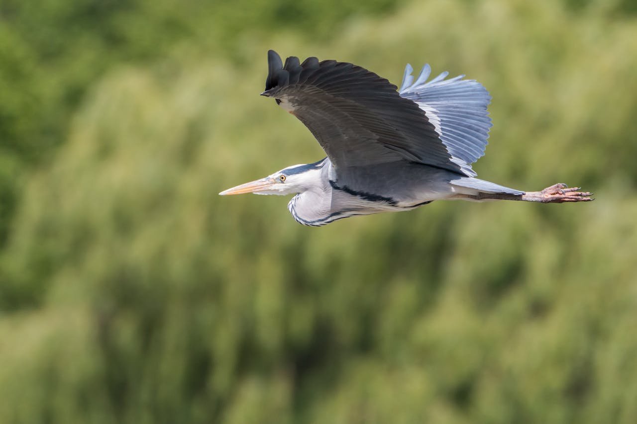 Close-up of a great blue heron gracefully flying with blurred leafy background.