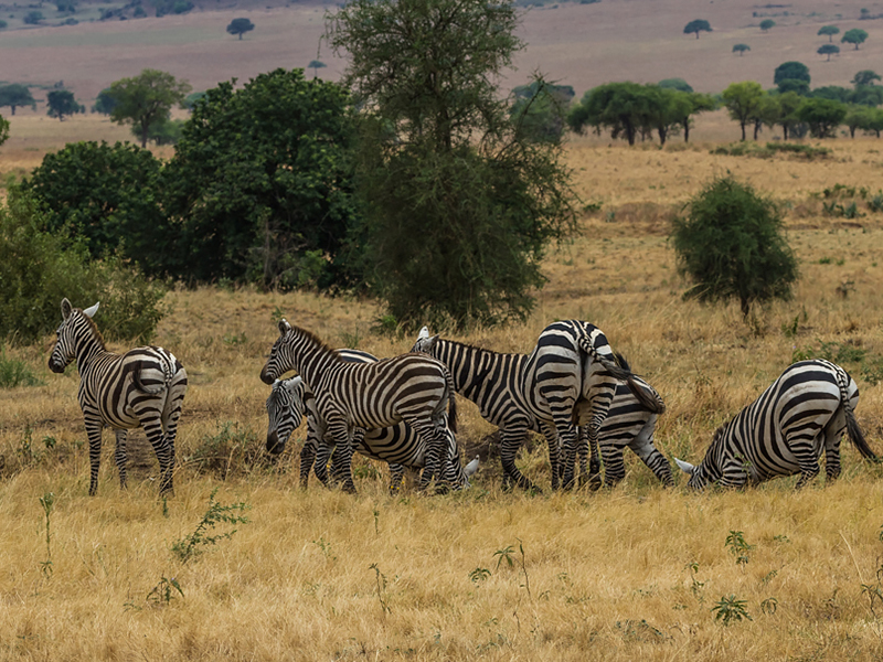 zebras and other in Pian Upe Wildlife Reserve in Uganda