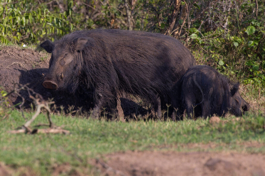 Giant-Forest-Hog