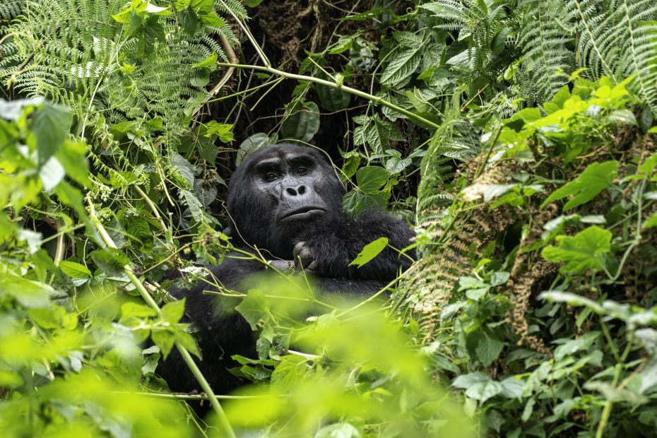 Adult mountain gorilla during a Uganda gorilla trekking safari in Bwindi Impenetrable National Park
