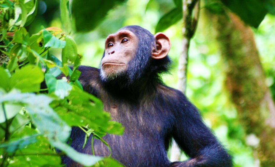 Kibale-Forest-National-Park.jpg