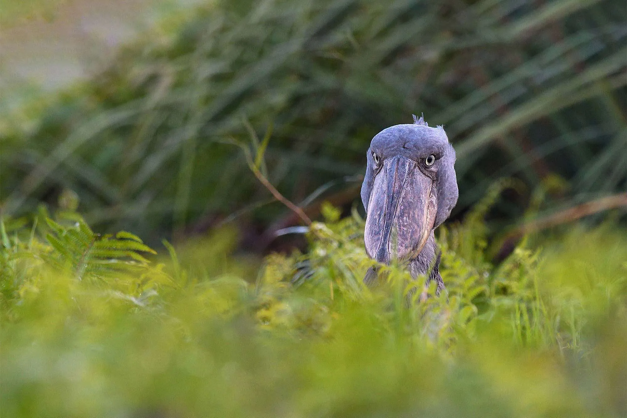 Shoebill 
