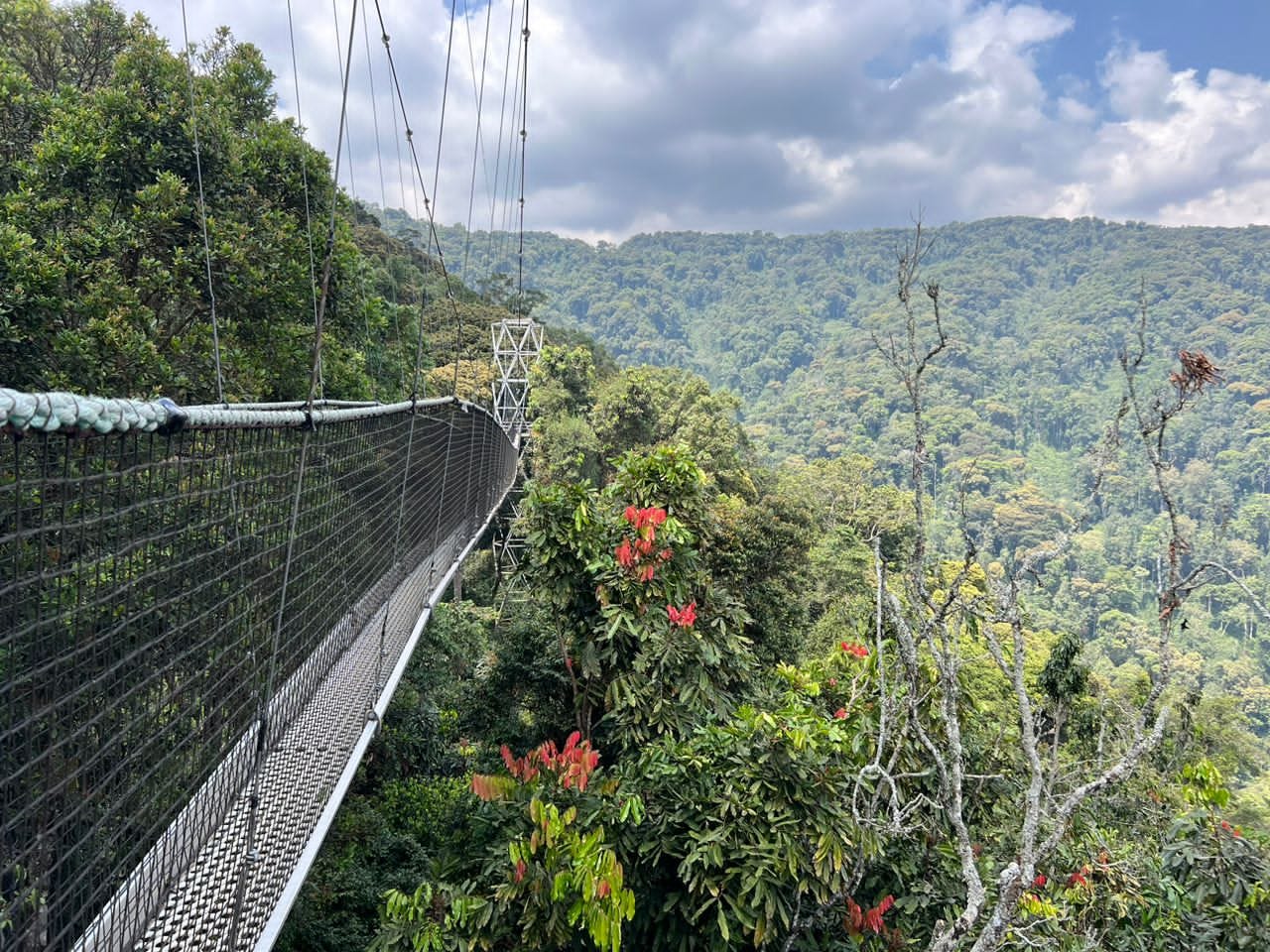 Nyungwe Forest National Park