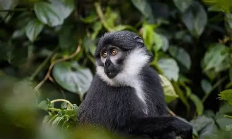 Bwindi Impenetrable National Park.