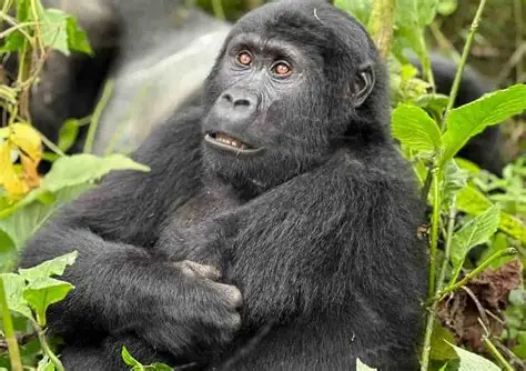 Budget vs. Luxury Gorilla Trekking in Rwanda: What's the Difference?