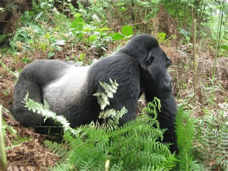 Buhoma Sector, Bwindi
