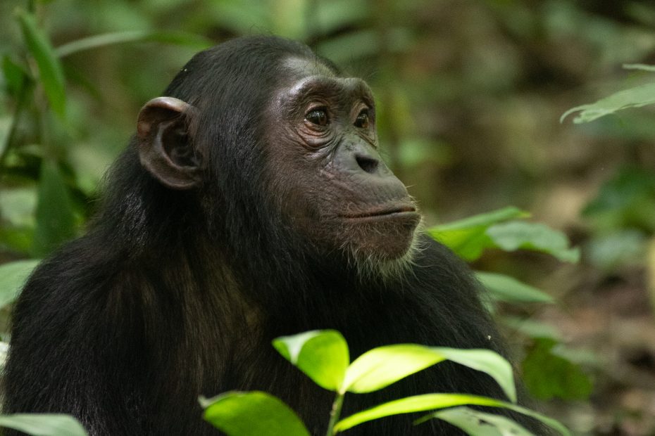 Mature chimpanzee resting in Kibale National Park during chimpanzee trekking in Uganda
