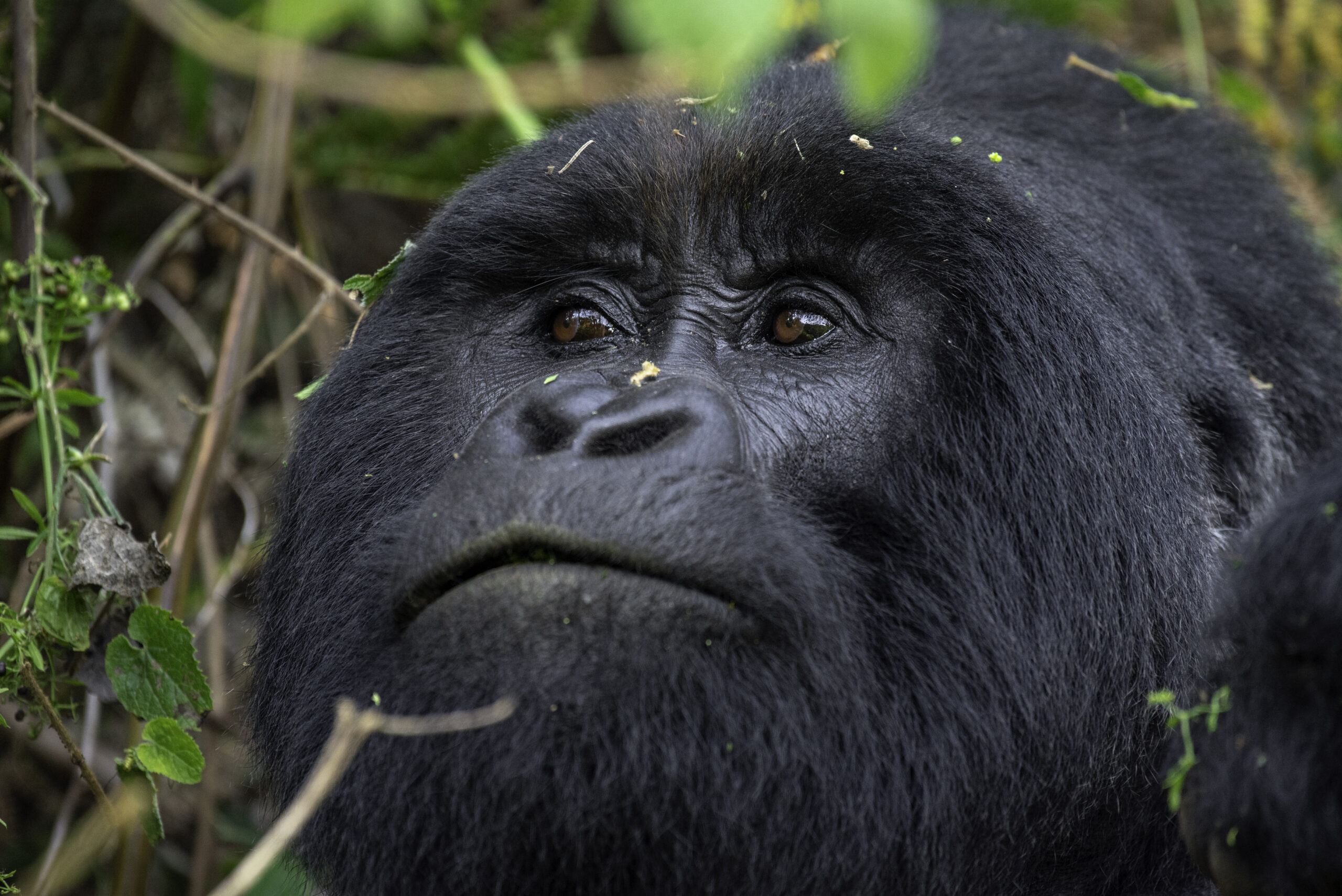 Gorilla trekking in uganda is the best. 
