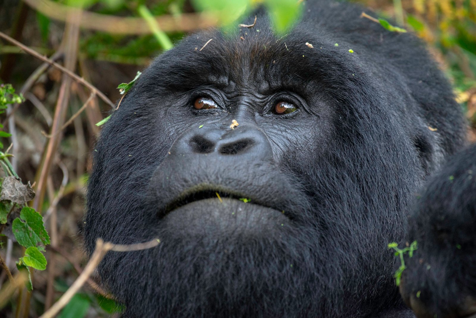 Silverback Gorilla
