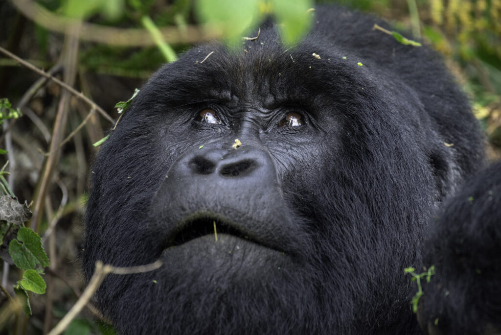 Uganda Safari Booking: Your Complete Guide to an Unforgettable African Adventure