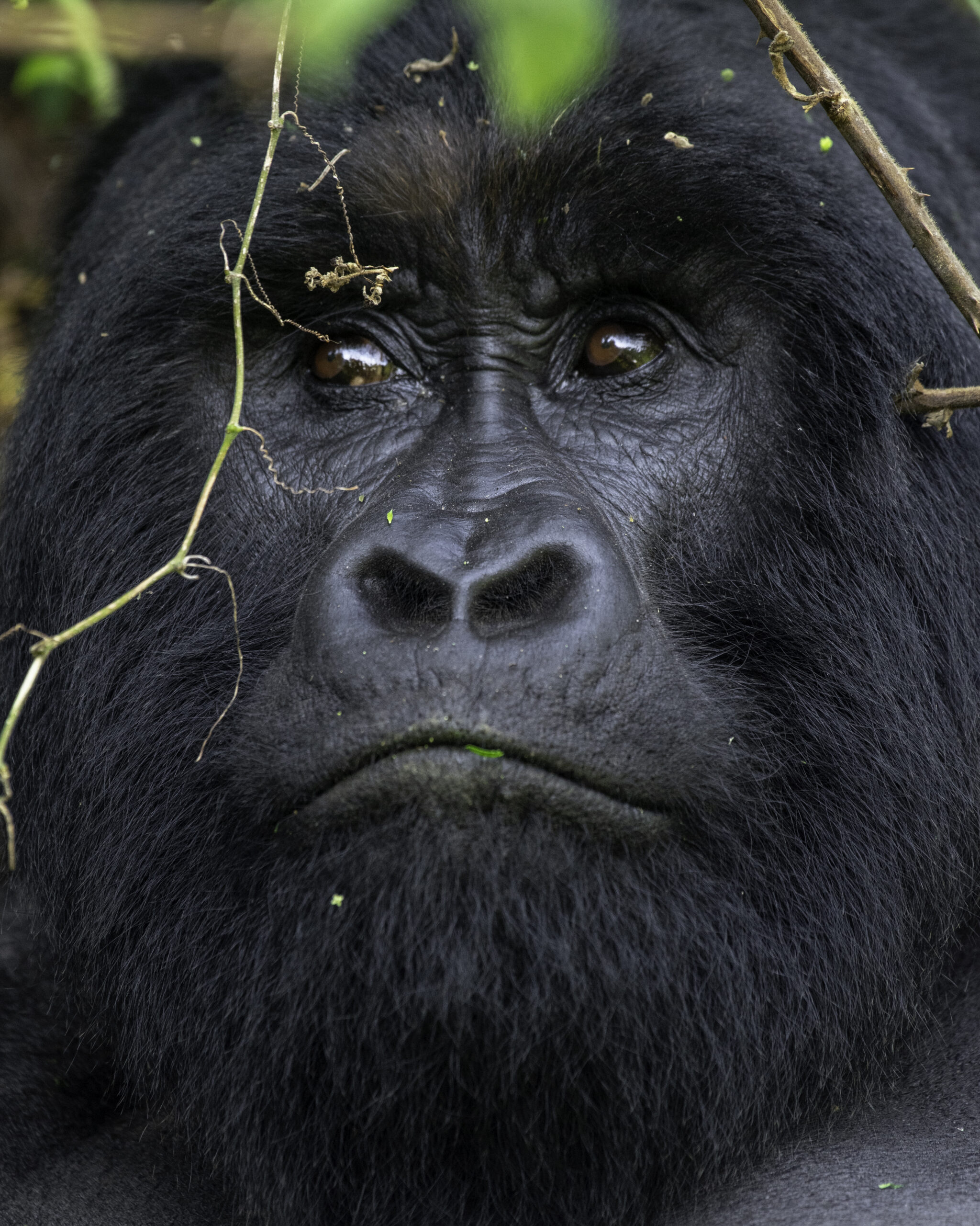 Compare Gorilla Trekking Uganda vs Rwanda by cost, trekking experience, accessibility, gorilla permits & value to choose the best safari.