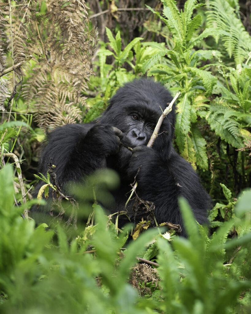 gorilla trekking in bwindi impenetrable
