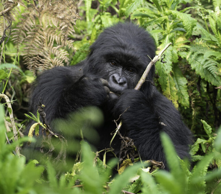 Discover the gorilla trekking Uganda cost per person in 2026. Learn permit fees, accommodation costs, transport options, and budget tips.