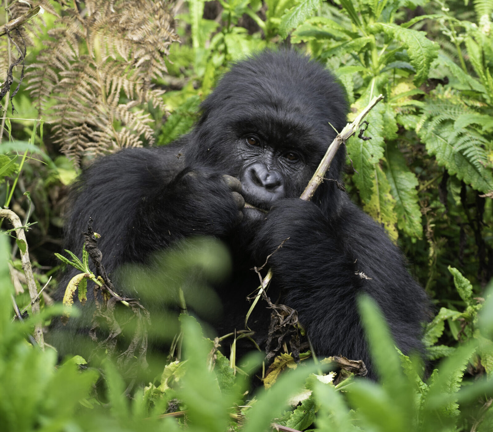 Discover the gorilla trekking Uganda cost per person in 2026. Learn permit fees, accommodation costs, transport options, and budget tips.