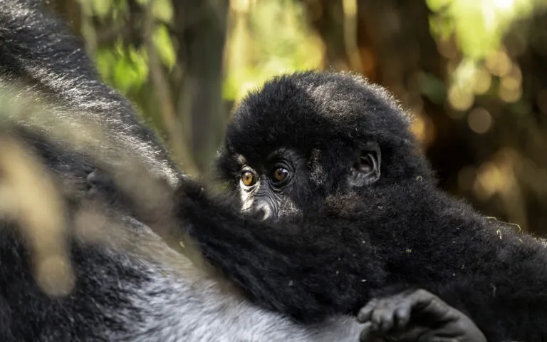 mother gorilla breastfeeding