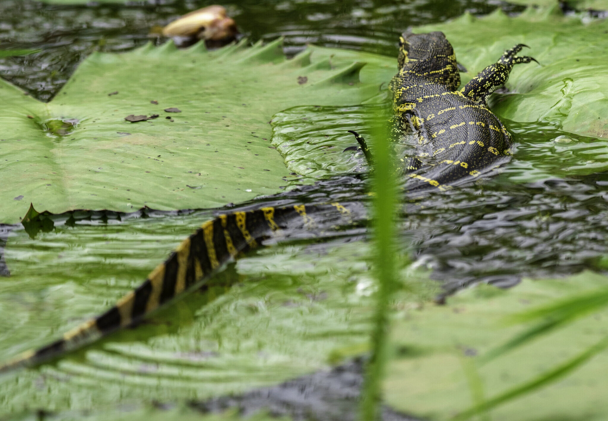 crocodile in its sweet home, Uganda