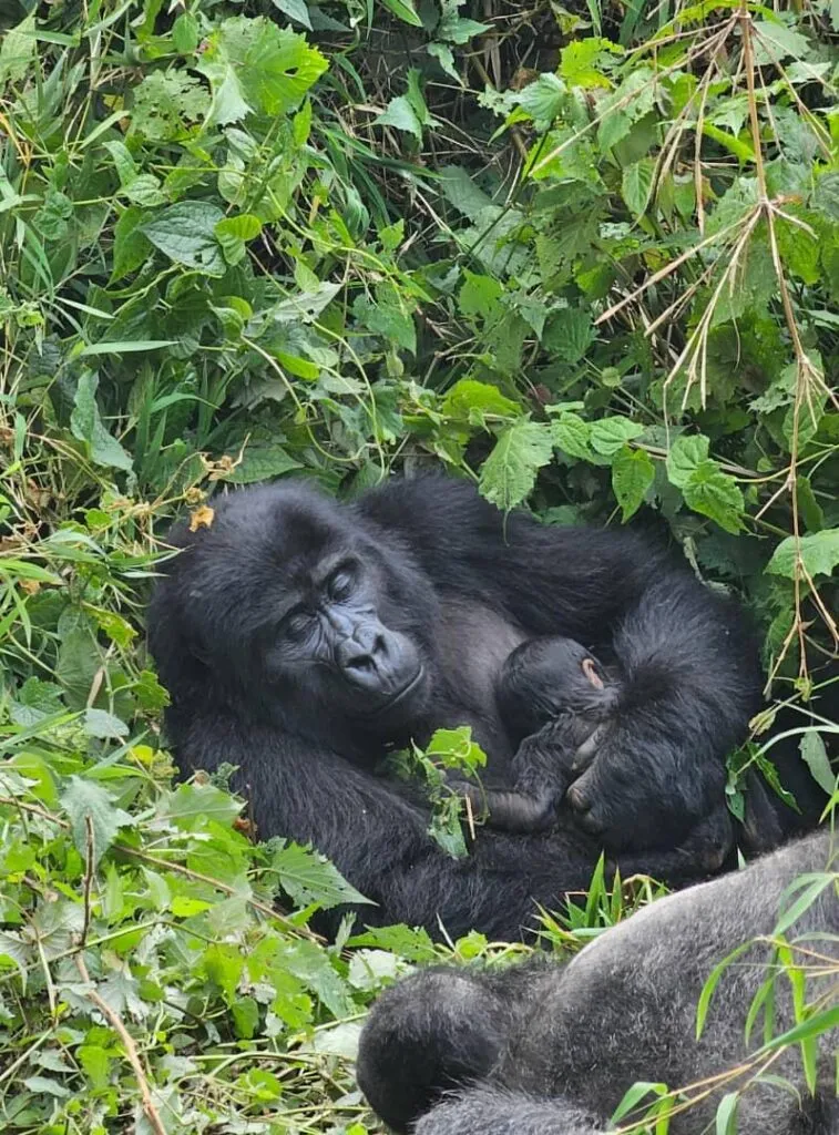 gorilla trekking, How Long Does a Gorilla Trek Actually Take?