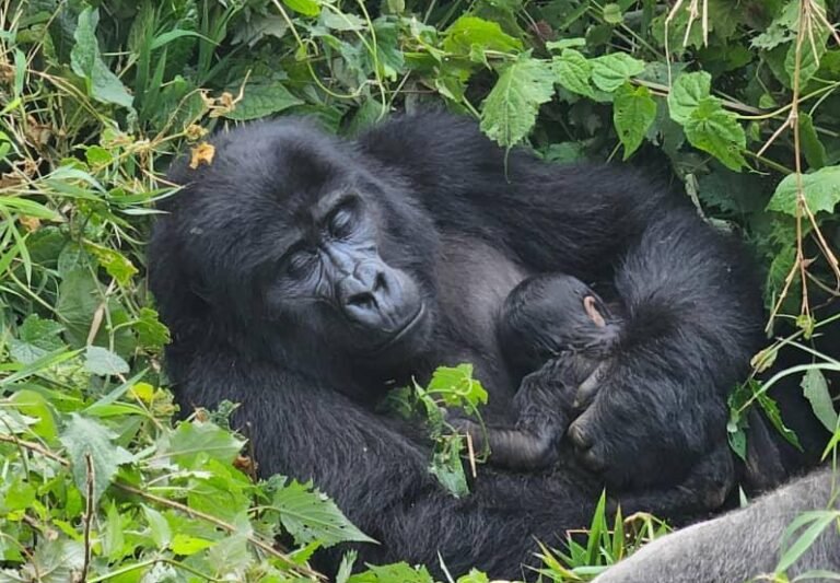 gorilla trekking, How Long Does a Gorilla Trek Actually Take?