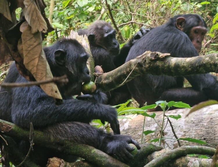 Best Time for Chimpanzee Trekking in Uganda