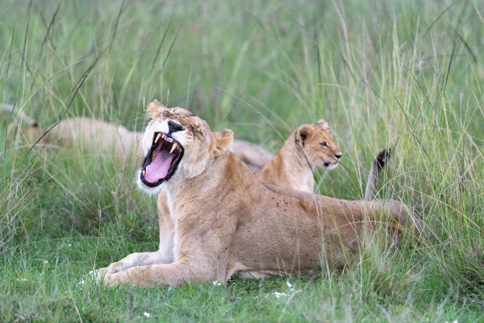 Queen Elizabeth National Park.