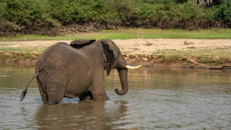 The big five wild animals in Uganda include the lion, elephant, leopard, buffalo, and rhino. Discover where to see them and how to plan your Big Five safari in Uganda.