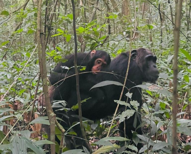 Best Time for Chimpanzee Trekking in Uganda.