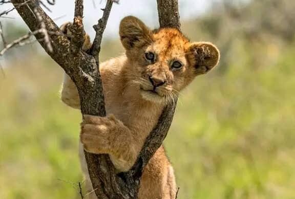 Tree climbing loins of ishasha sector