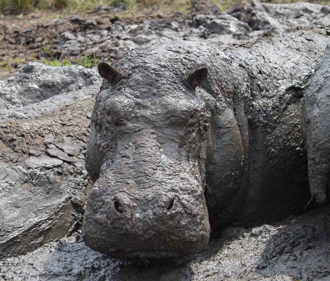 Hippos in mad 