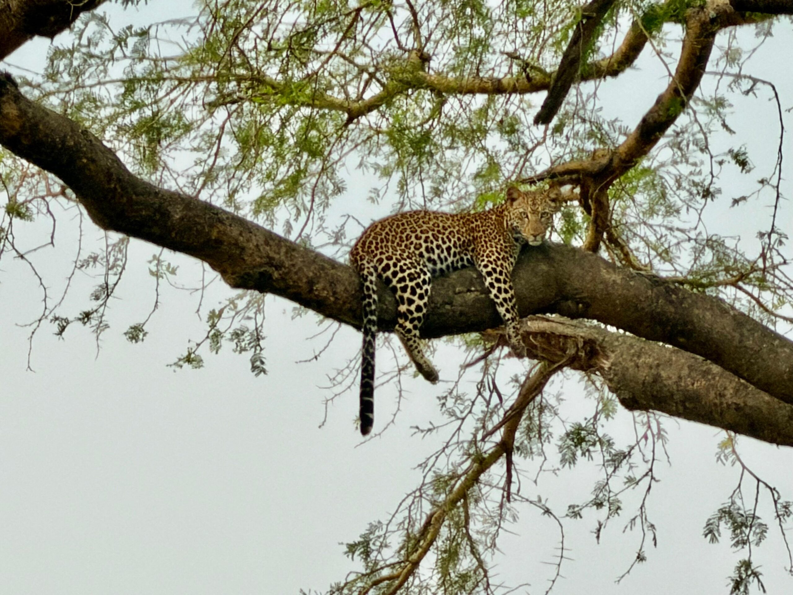 Leopard