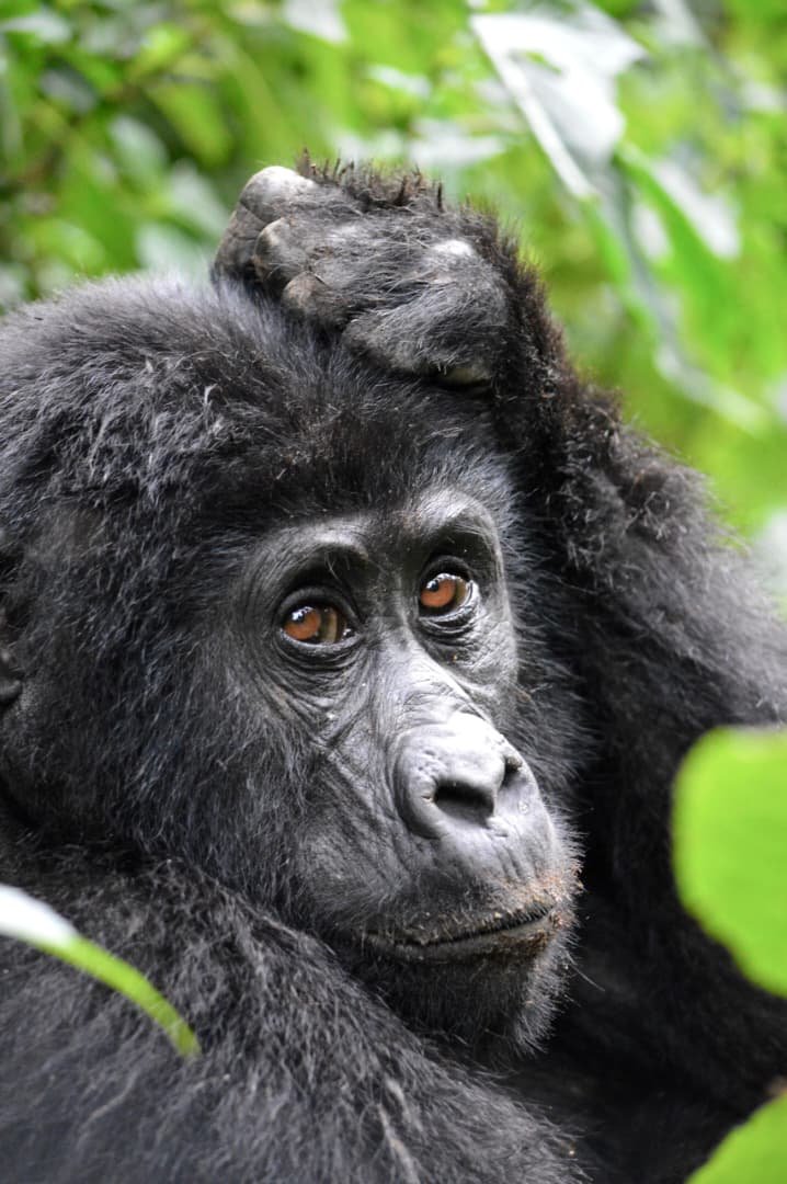 How many gorillas will you see