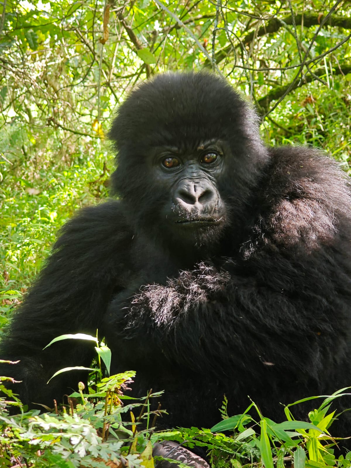 Minimum Age for Gorilla Trekking: