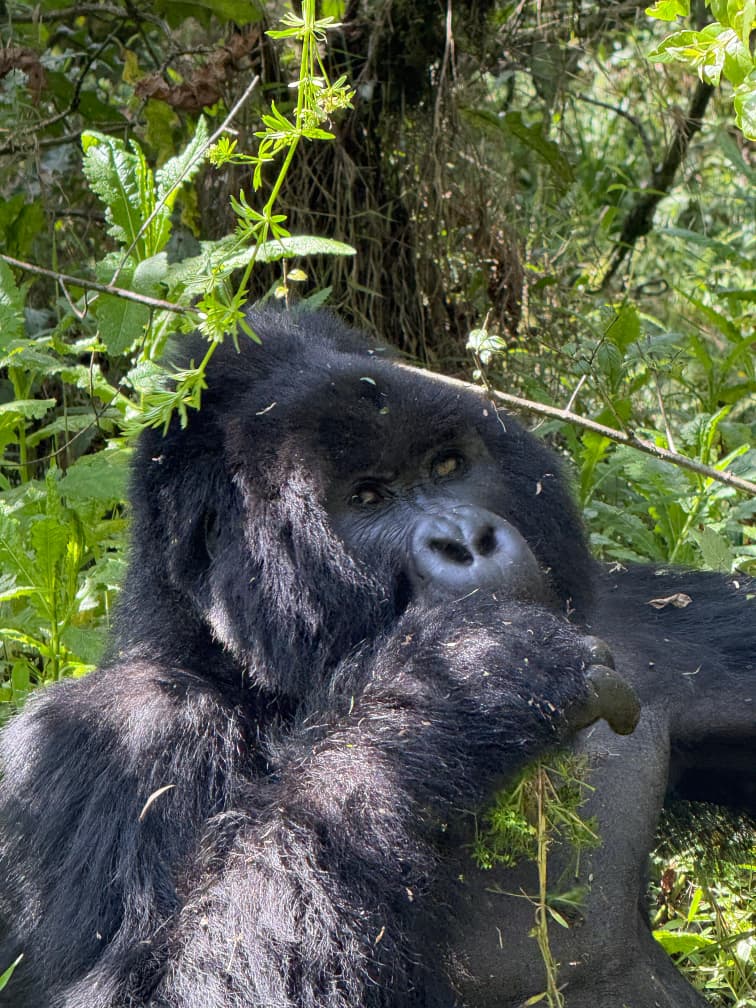 Gorilla Trekking Uganda vs Rwanda