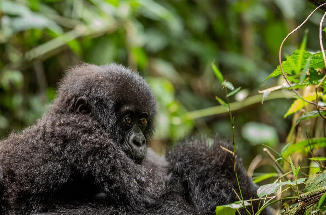 baby gorilla with her mom,