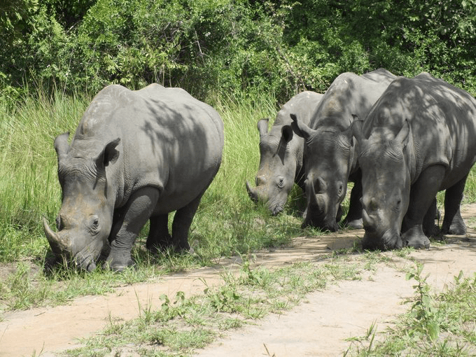 Ziwa Rhino Sanctuary Walking Safari