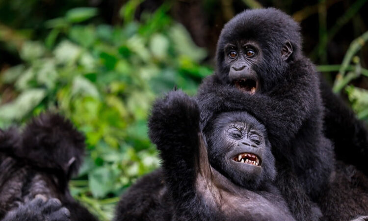 baby gorilla in Rushaga Sector of Bwindi