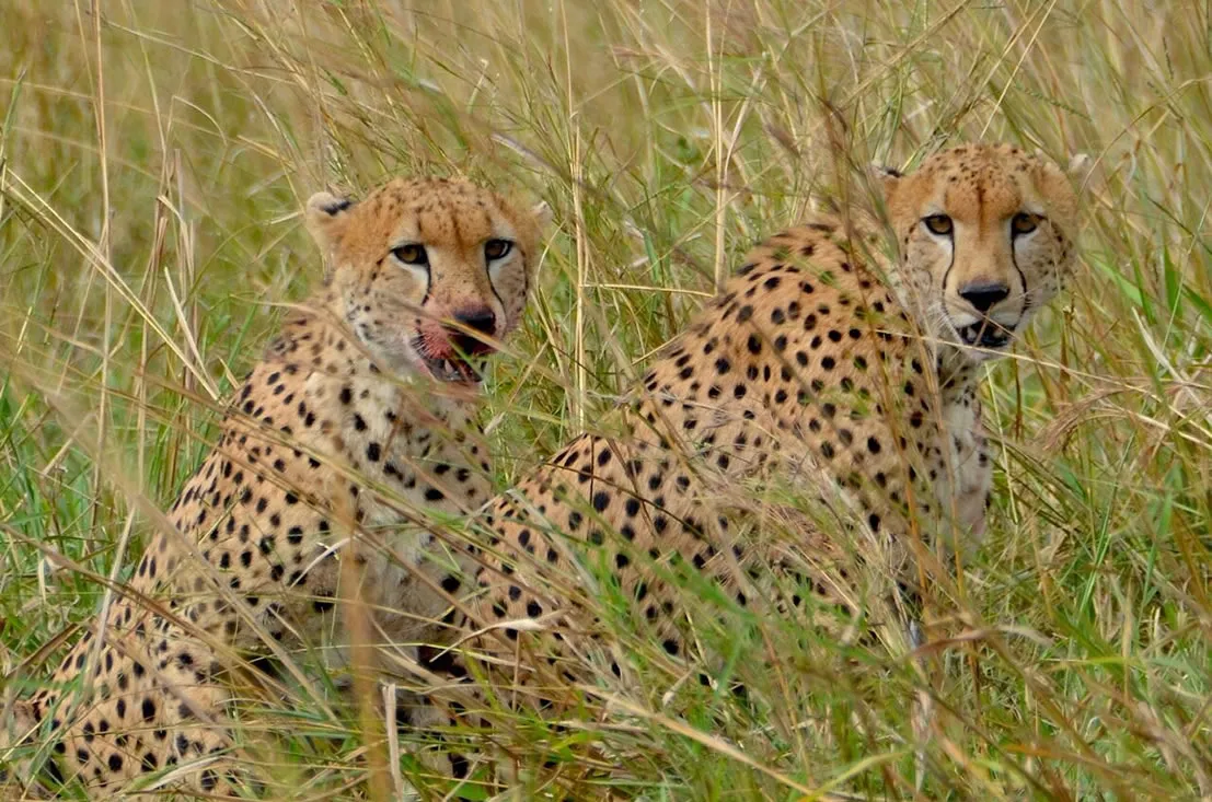 Cheater resting after a meal in Kidepo Valley National Park.