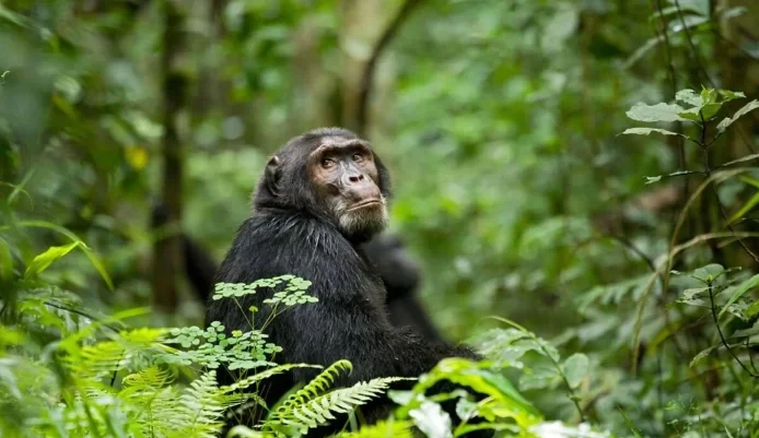 chimpanzee-trekking-kibale