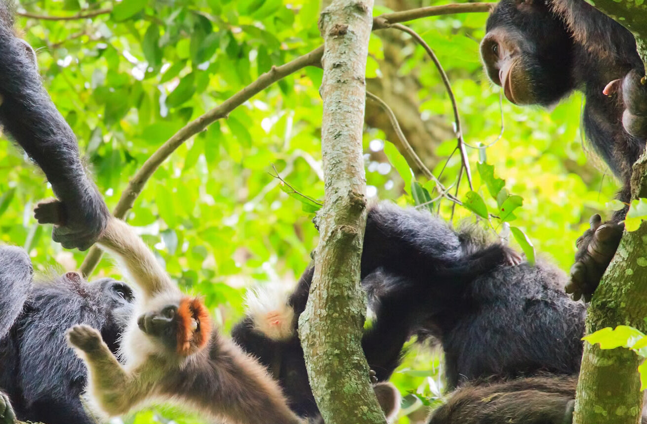 Kibale National Park