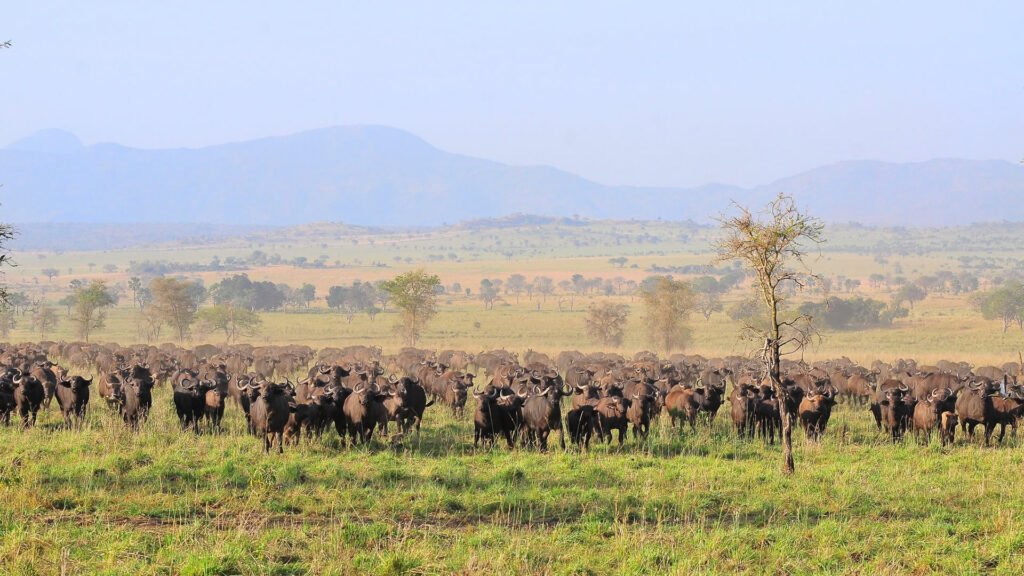 buffaloes