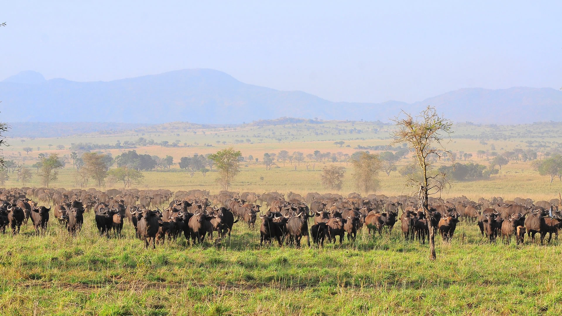 buffaloes