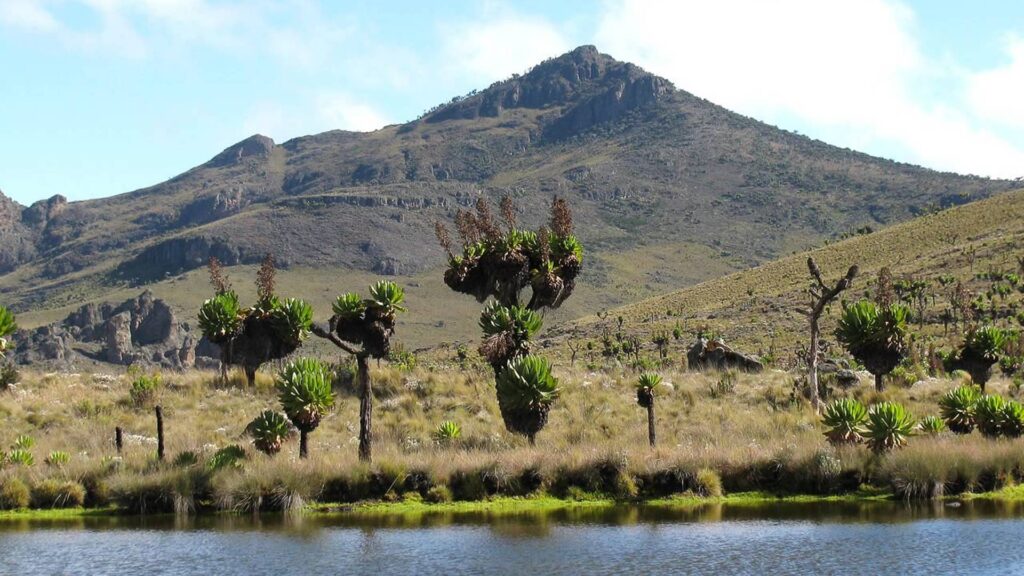 Mount Elgon National Park is one of the most unique and scenic protected areas in East Africa. Located in eastern Uganda along the border with Kenya, the park protects the massive slopes of the ancient volcano known as Mount Elgon. Covering over 1,100 square kilometers on the Ugandan side, Mount Elgon National Park offers travelers a peaceful escape filled with dramatic landscapes, waterfalls, wildlife, caves, and some of the best hiking trails in the region.Unlike many popular safari destinations that focus mainly on wildlife viewing, Mount Elgon National Park is known for its natural beauty and outdoor adventures. The park’s cooler mountain climate, lush forests, and open moorlands make it an ideal destination for hikers, bird watchers, and nature lovers looking for a different side of Uganda.For travelers exploring Uganda with Berengei Africa Safaris, visiting Mount Elgon National Park adds diversity to a safari itinerary and introduces one of the country’s most beautiful mountain landscapes.The Geography and History of Mount Elgon National ParkThe landscape of Mount Elgon National Park is shaped by one of Africa’s oldest volcanic mountains. Scientists estimate that Mount Elgon erupted more than 24 million years ago. Over time, erosion reduced the mountain’s height but created an enormous base and a giant volcanic crater.Today, the summit area contains one of the largest intact calderas in the world, measuring roughly eight kilometers in diameter. This remarkable geological feature is one of the highlights of trekking in Mount Elgon National Park.The park protects a wide range of ecosystems that change as visitors climb higher on the mountain. Dense tropical forests dominate the lower slopes, while bamboo zones and giant heather vegetation appear at higher altitudes. Near the summit, hikers enter a surreal alpine landscape filled with giant lobelia and senecio plants.Because of this ecological diversity, Mount Elgon National Park supports a wide variety of plant and animal species.Hiking and Trekking in Mount Elgon National ParkHiking is the most popular activity in Mount Elgon National Park, and the mountain offers some of the best trekking experiences in Uganda. Unlike the steep climb of Mount Kilimanjaro, the slopes of Mount Elgon are gradual, making the climb less physically demanding while still rewarding hikers with spectacular views.Several trekking routes allow visitors to explore different parts of Mount Elgon National Park.The Sasa Trail is the most direct route to the summit and begins near the town of Mbale. This trail passes through forests, bamboo zones, and highland moorlands before reaching the caldera near the summit.Another route, the Piswa Trail, is known for its scenic landscapes and views of the Karamoja plains. This trail is longer but more gradual, making it a favorite for trekkers who prefer a slower ascent.A third option is the Sipi Trail, which begins near the famous waterfalls at Sipi Falls and offers spectacular views of valleys and cliffs.Most trekking expeditions in Mount Elgon National Park take four to six days and include camping along the mountain’s scenic routes.Wildlife in Mount Elgon National ParkAlthough Mount Elgon National Park is not a traditional Big Five safari destination like Murchison Falls National Park or Queen Elizabeth National Park, the park is home to a surprising variety of wildlife.Forest elephants occasionally roam the lower slopes, while buffaloes and antelope species such as bushbucks and duikers are commonly seen in the park’s forested areas. Primates also inhabit the forests of Mount Elgon National Park, including black-and-white colobus monkeys and blue monkeys.Bird watching is especially rewarding here. The park hosts more than 300 bird species, making Mount Elgon National Park a paradise for bird lovers. Many rare forest birds and highland species thrive in the mountain’s protected habitats.Because the park receives fewer visitors compared to other Ugandan parks, wildlife encounters often feel more private and peaceful.The Famous Caves of Mount Elgon National ParkOne of the most fascinating attractions in Mount Elgon National Park is its network of volcanic caves. These caves were formed by ancient lava flows that created hollow tunnels and chambers within the mountain.Some caves have become famous for the unusual behavior of wildlife. Elephants and buffaloes sometimes enter these caves to lick salt from the mineral-rich rock walls. This rare behavior has attracted scientists and wildlife researchers for many years.Visitors can explore several caves with experienced park guides. These caves offer a unique glimpse into the geological history of Mount Elgon National Park while providing a sense of adventure for travelers.Sipi Falls and the Beauty of the Mount Elgon RegionMany travelers combine their visit to Mount Elgon National Park with a trip to the nearby Sipi Falls. These three spectacular waterfalls cascade down the foothills of Mount Elgon and offer some of the most beautiful scenery in Uganda.The area around Sipi Falls is famous for its hiking trails, breathtaking viewpoints, and coffee farms. Visitors can take guided walks through the valley, enjoy abseiling adventures beside the waterfalls, or participate in coffee tours that demonstrate how local Arabica coffee is produced.Because of its cool climate and stunning landscapes, the Sipi region has become one of the most relaxing destinations near Mount Elgon National Park.Cultural Experiences Around Mount Elgon National ParkThe slopes surrounding Mount Elgon National Park are home to the Bagisu people, one of eastern Uganda’s most vibrant cultural communities. Their traditions are closely connected to the mountain and its forests.One of the most famous cultural events in the region is the Imbalu circumcision ceremony, a traditional ritual that marks the transition from boyhood to manhood. This ceremony attracts thousands of spectators and provides visitors with a unique cultural experience.Local communities also play an important role in protecting Mount Elgon National Park. Many residents work as guides, porters, and conservation staff, helping visitors explore the mountain while preserving its natural environment.Best Time to Visit Mount Elgon National ParkMount Elgon National Park can be visited throughout the year, but the best months for hiking are during Uganda’s dry seasons.These typically occur between June and September and again from December to February. During these months, trails are easier to walk, and clear skies provide excellent views of the surrounding landscapes.However, even during the rainy season, Mount Elgon National Park remains incredibly beautiful. The forests become lush and green, waterfalls grow stronger, and bird activity increases.External Conservation ReferenceAccording to Uganda Wildlife Authority, Mount Elgon National Park plays an important role in protecting Uganda’s mountain ecosystems and water sources. The park’s forests help regulate regional rainfall and support biodiversity across eastern Uganda.These conservation efforts ensure that Mount Elgon National Park continues to protect wildlife habitats while supporting tourism and local communities.FAQs About Mount Elgon National ParkWhere is Mount Elgon National Park located?
Mount Elgon National Park is located in eastern Uganda along the border with Kenya.How high is Mount Elgon?
The highest peak, Wagagai, stands at 4,321 meters above sea level.How long does it take to hike Mount Elgon?
Most treks in Mount Elgon National Park take between four and six days.Is Mount Elgon National Park worth visiting?
Yes. Mount Elgon National Park offers incredible landscapes, hiking trails, caves, waterfalls, and rich biodiversity.Discover Mount Elgon National Park with Berengei Africa SafarisExploring Mount Elgon National Park is one of the most rewarding adventures in Uganda. From trekking through ancient forests to standing on the rim of a massive volcanic crater, every step on this mountain reveals breathtaking natural beauty.Berengei Africa Safaris offers professionally guided tours to Mount Elgon National Park, combining mountain trekking, visits to Sipi Falls, cultural experiences, and wildlife safaris across Uganda.Whether you want to hike to the summit, explore waterfalls, or simply enjoy the peaceful landscapes of eastern Uganda, our expert guides will design the perfect safari experience for you.👉 Start planning your adventure today with Berengei Africa Safaris and discover the breathtaking landscapes of Mount Elgon National Park.