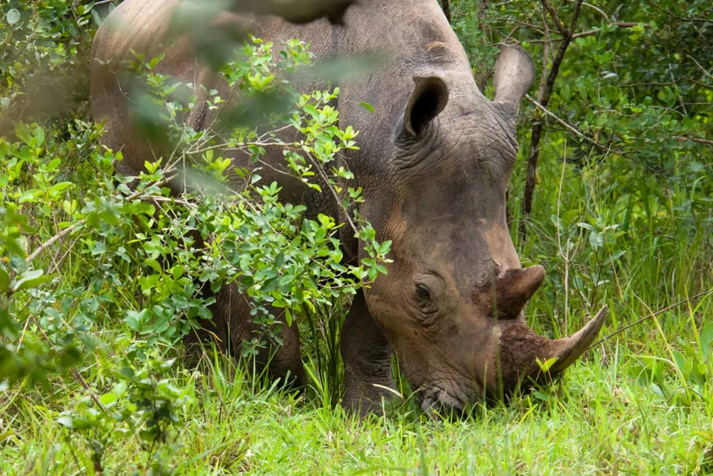 rhinos are the main attraction, Ziwa Rhino Sanctuary is also home to a variety of other wildlife species