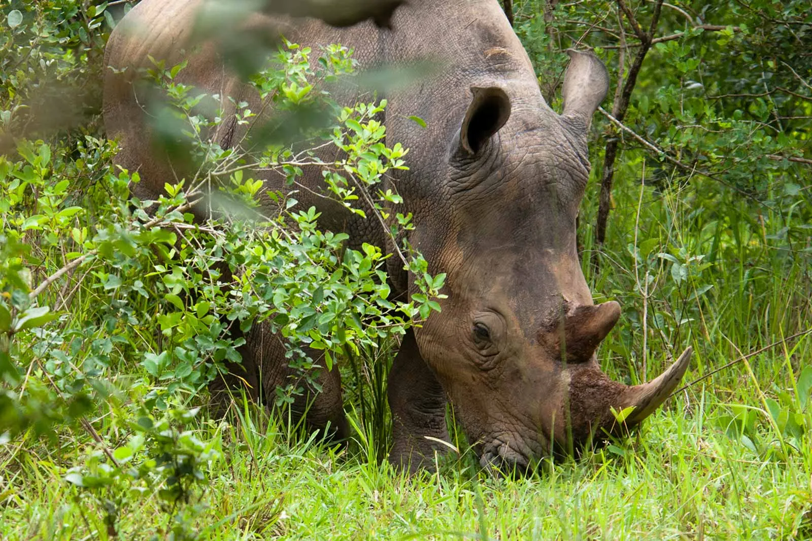 White rhinos at Ziwa