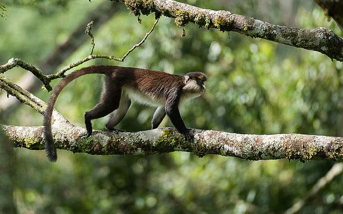 where this park is found, Rwanda safari packages