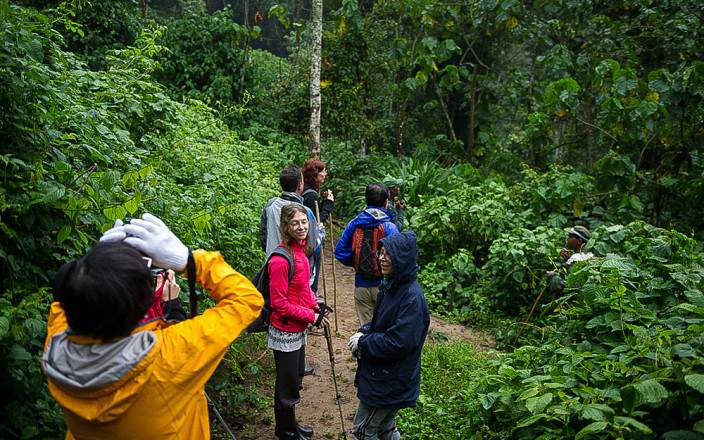 Several hiking trails are available in Nyungwe National Park.