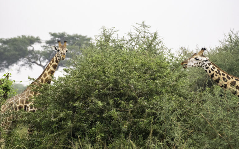 Discover the best time to visit Uganda for gorilla trekking, wildlife safaris, and birding. Learn about seasons, weather, and monthly travel tips.